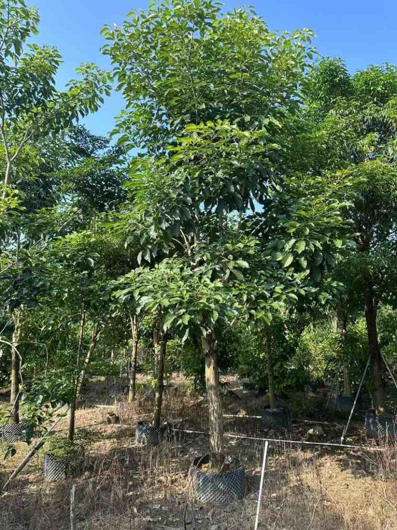 红花风铃木12～15公分基地直销大小规格齐全质量优质