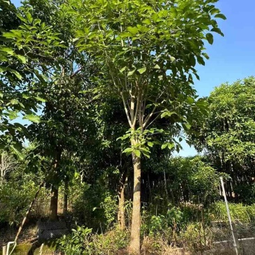 红花风铃木12～15公分基地直销大小规格齐全质量优质