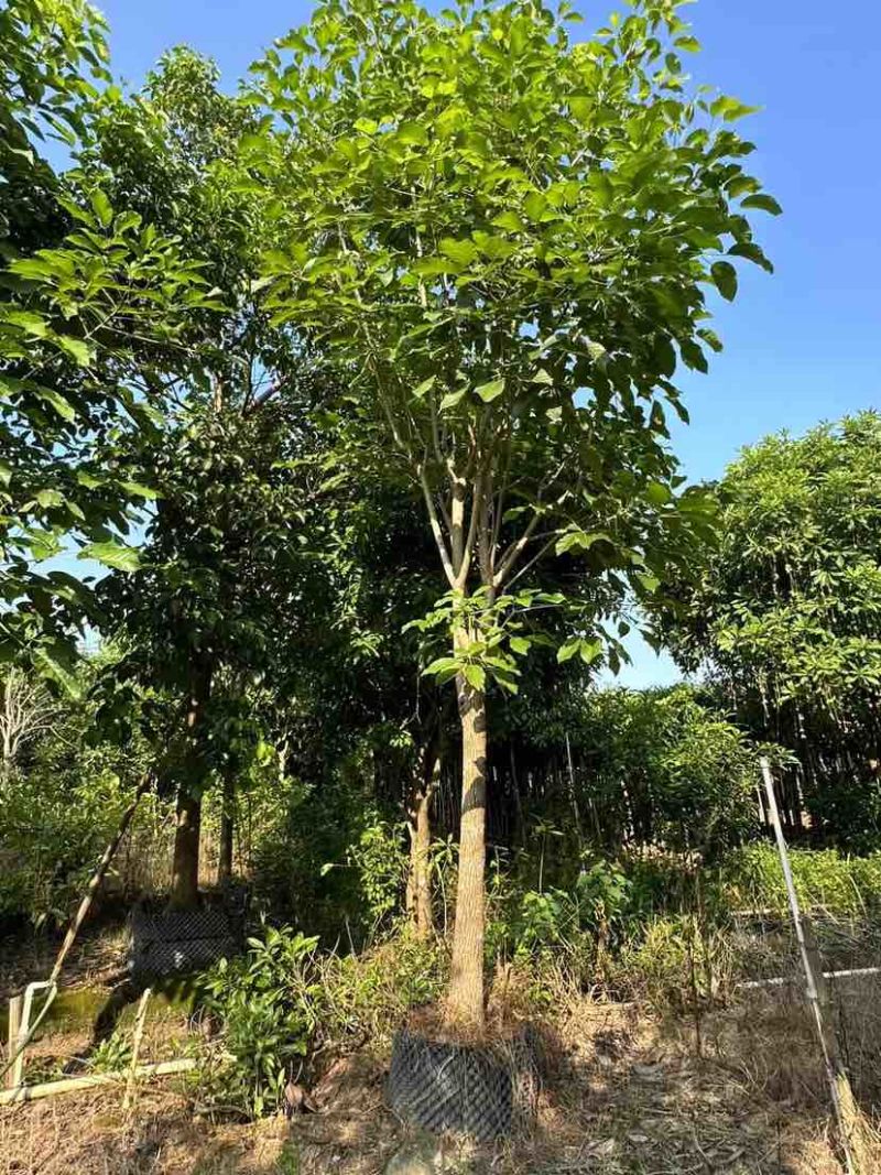 红花风铃木12～15公分基地直销大小规格齐全质量优质