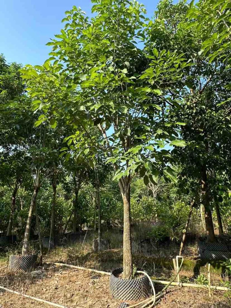 红花风铃木12～15公分基地直销大小规格齐全质量优质