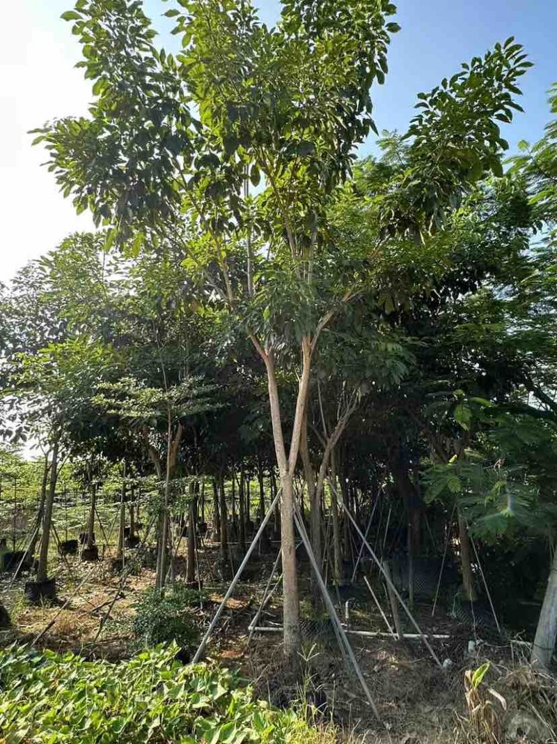红花风铃木12～15公分基地直销大小规格齐全质量优质