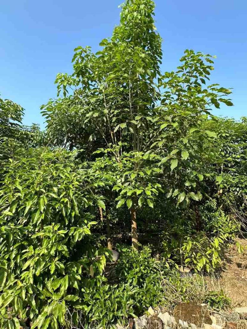 红花风铃木12～15公分基地直销大小规格齐全质量优质