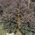 红花继木球50∽1米高基地直销大小规格齐全质量优质