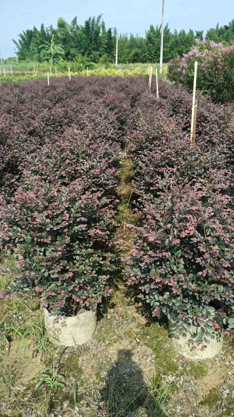 红花继木球50∽1米高基地直销大小规格齐全质量优质