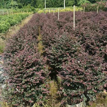 红花继木球50∽1米高基地直销大小规格齐全质量优质