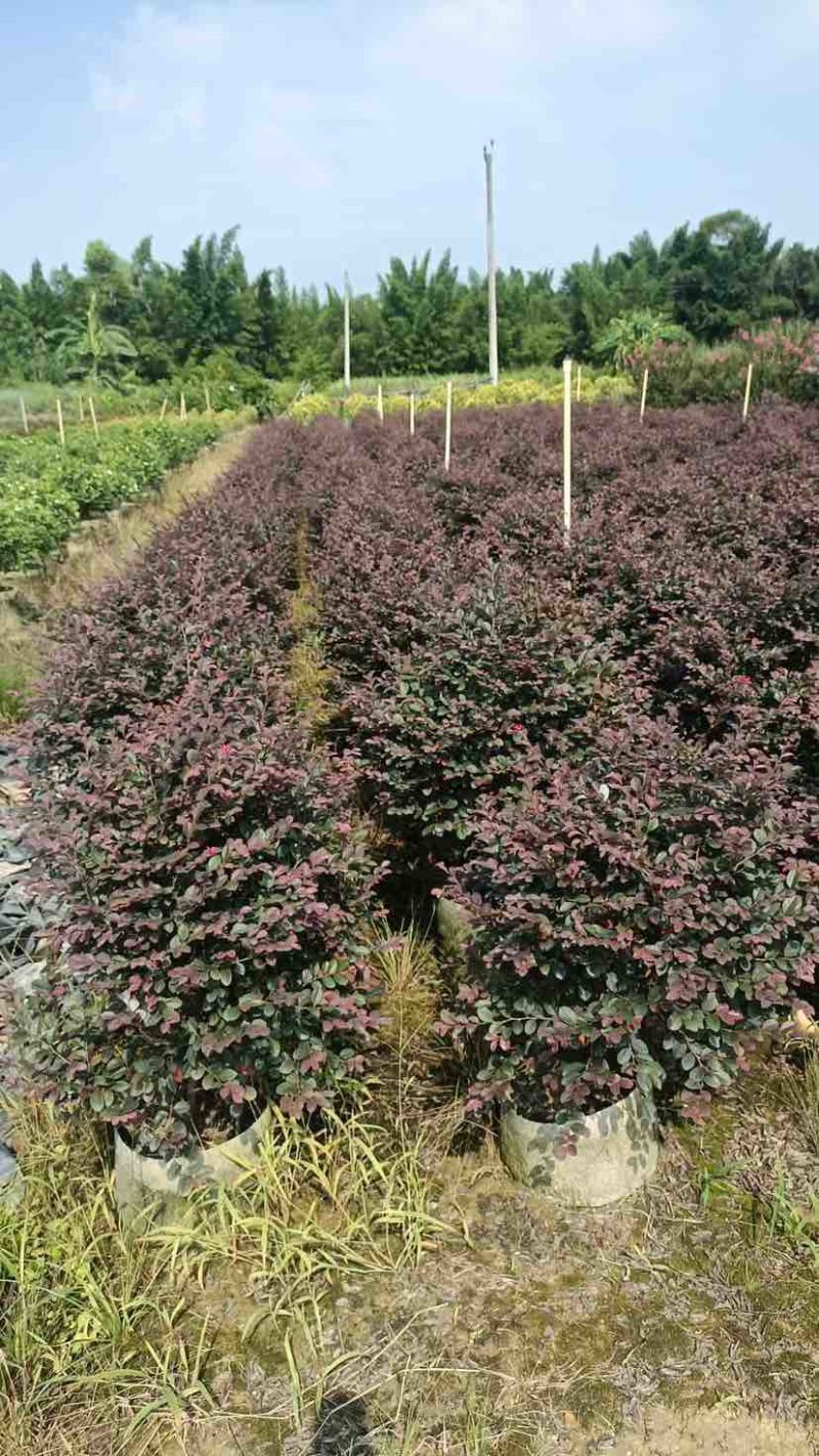 红花继木球50∽1米高基地直销大小规格齐全质量优质