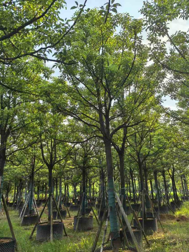 全冠香樟10～12公分基地直销大小规格齐全质量优质