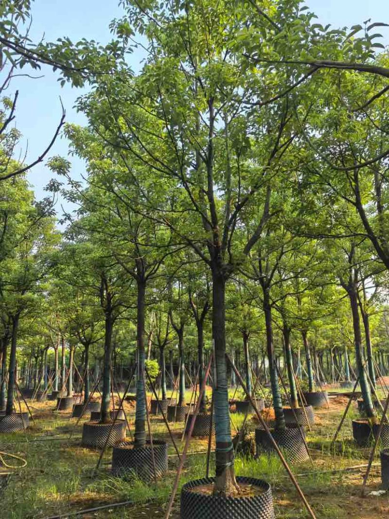 全冠香樟10～12公分基地直销大小规格齐全质量优质