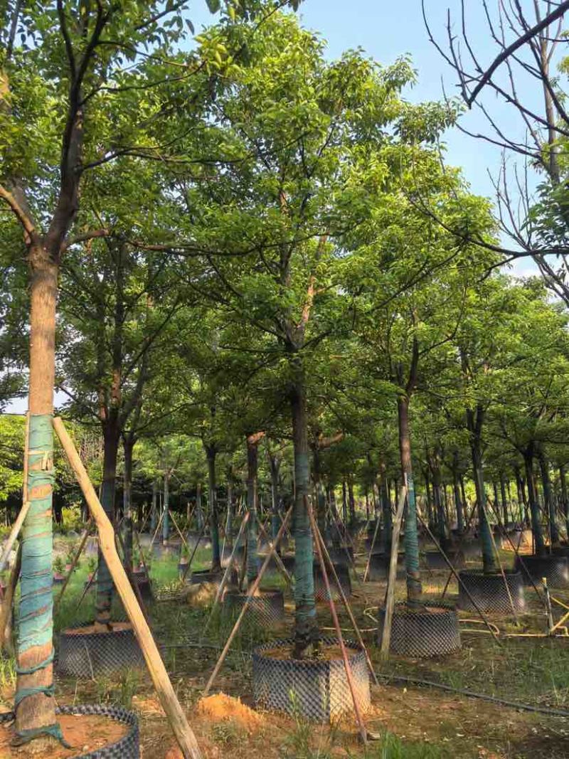 全冠香樟10～12公分基地直销大小规格齐全质量优质