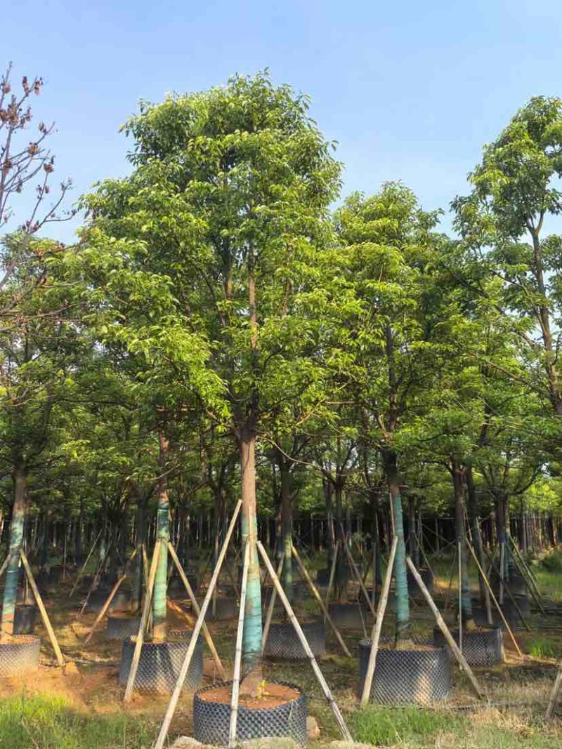 全冠香樟10～12公分基地直销大小规格齐全质量优质