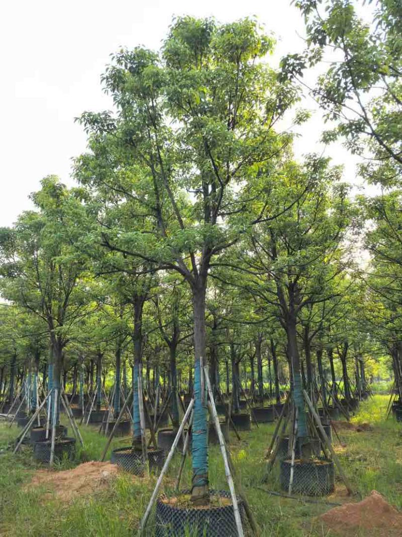 全冠香樟10～12公分基地直销大小规格齐全质量优质
