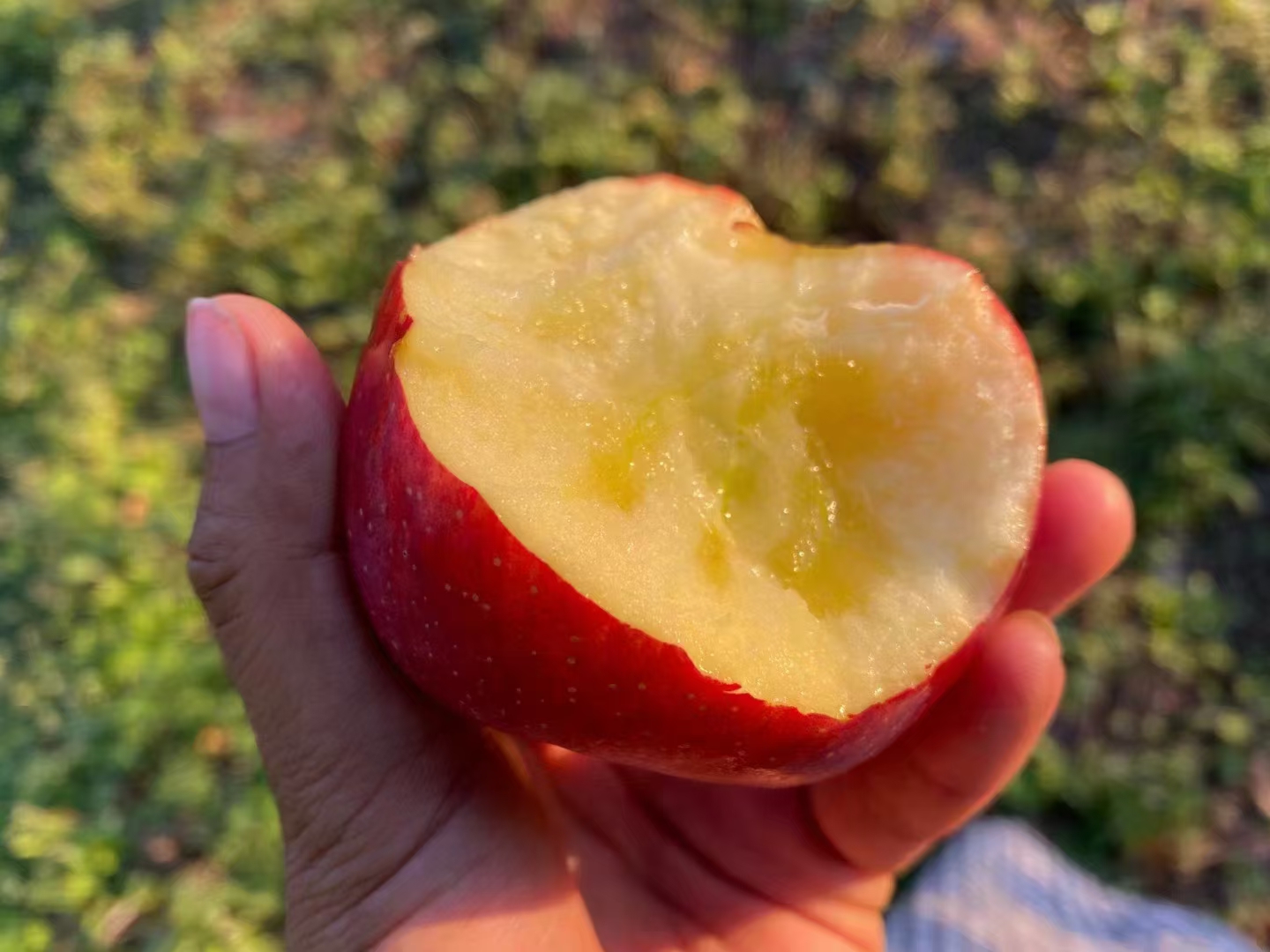 嘎啦苹果与牙龈出血关系示意图