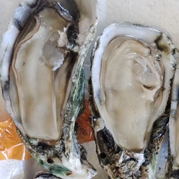 湛江白蚝