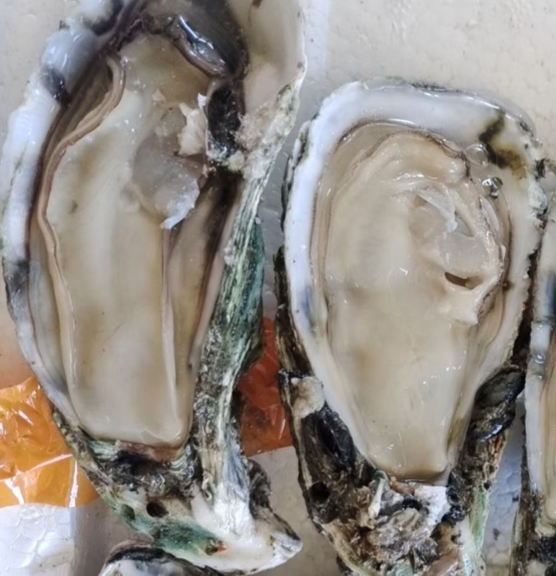 湛江白蚝