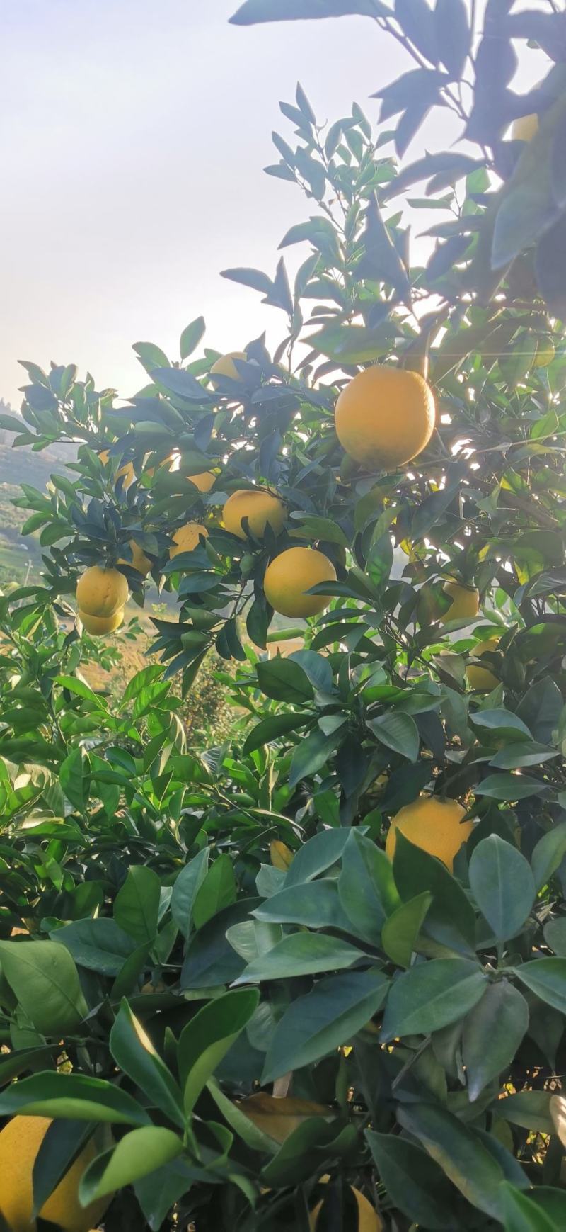 赣南纽荷尔脐橙
