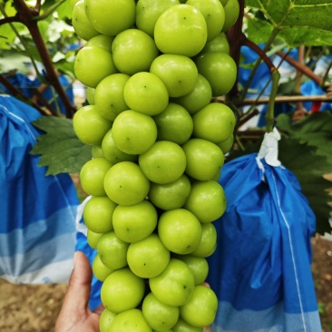 阳光玫瑰大量上市，品质高糖度高品相好
