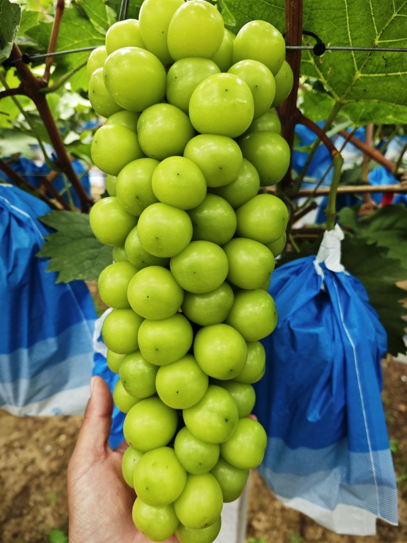 阳光玫瑰大量上市，品质高糖度高品相好