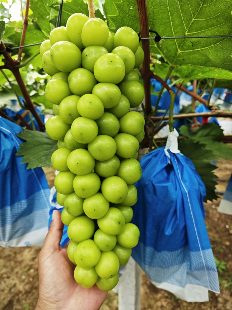 阳光玫瑰大量上市，品质高糖度高品相好