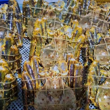 活冻帝王蟹，高品质，蒸出来跟活一样