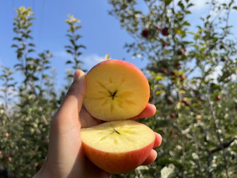 苹果切开对比图