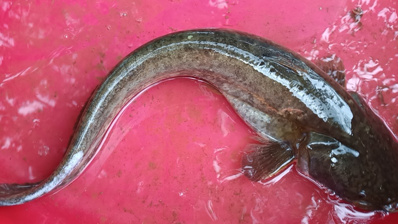 大口鲶鱼