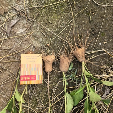 一年生白术子播白术