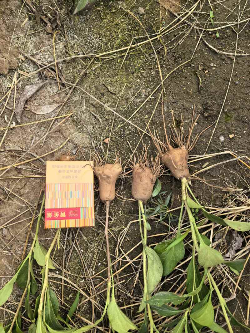 一年生白术子播白术