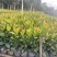 龙船花，3斤袋，7斤袋，各种规格低价出售