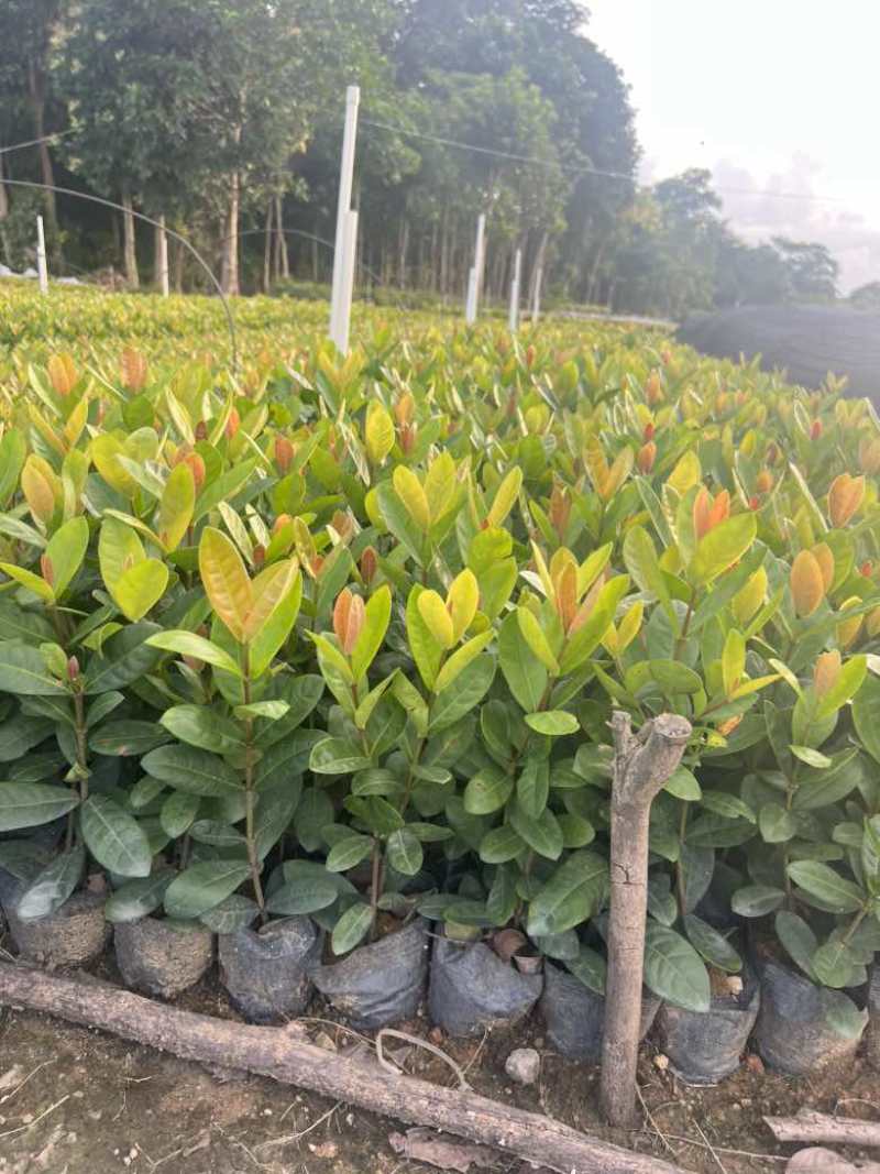 龙船花，3斤袋，7斤袋，各种规格低价出售