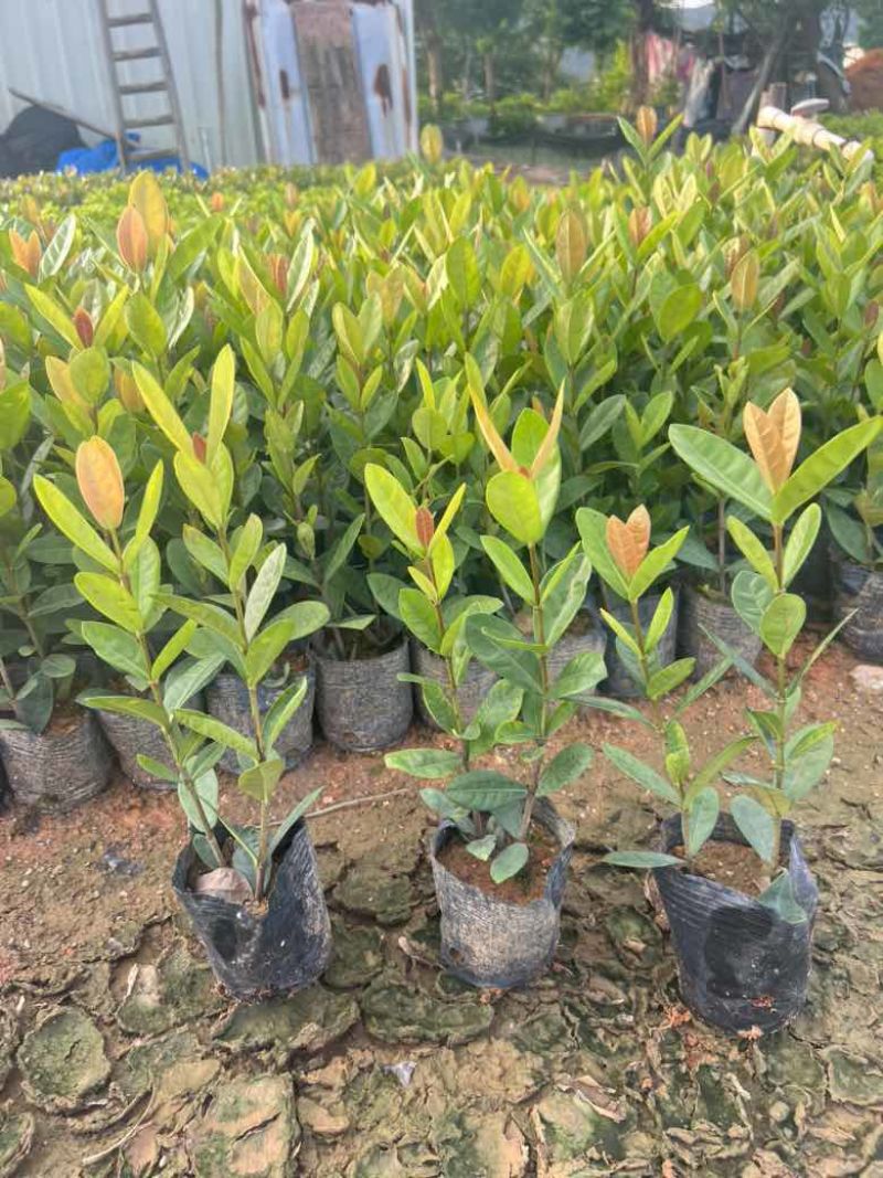 龙船花，3斤袋，7斤袋，各种规格低价出售