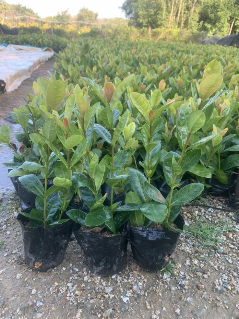 龙船花，3斤袋，7斤袋，各种规格低价出售
