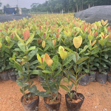 龙船花，3斤袋，7斤袋，各种规格低价出售