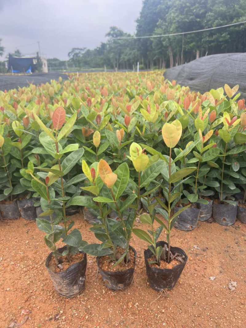 龙船花，3斤袋，7斤袋，各种规格低价出售