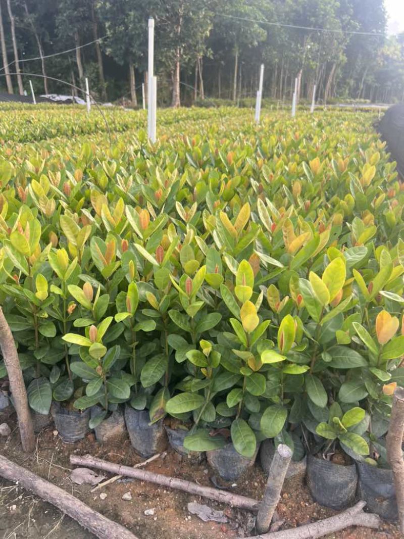 龙船花，3斤袋，7斤袋，各种规格低价出售