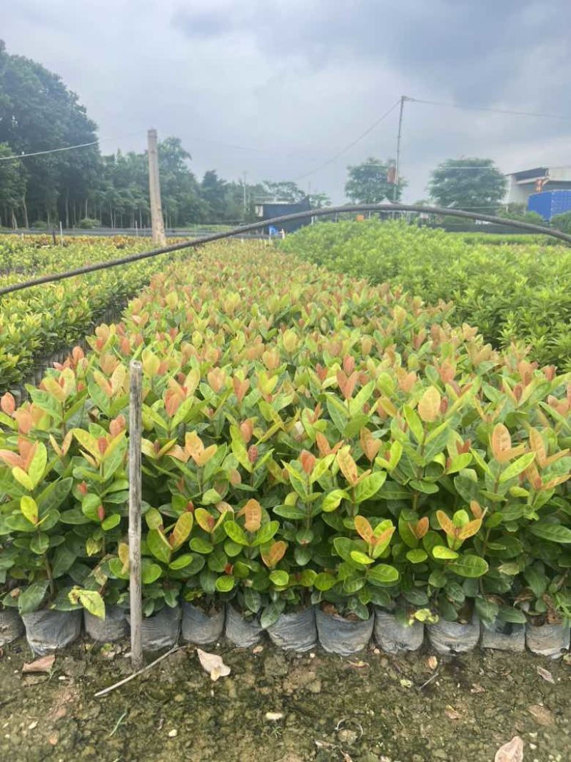 龙船花，3斤袋，7斤袋，各种规格低价出售