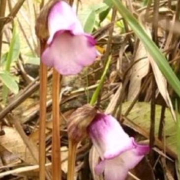 🌸野菰，管针花，烟斗花，白茅花邂逅春日里的奇异花朵🌺