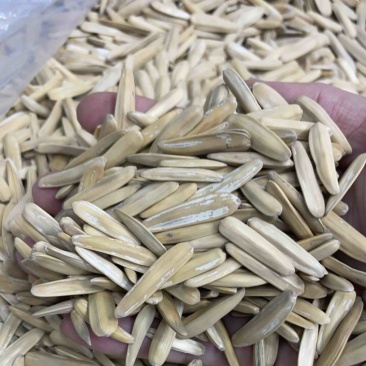 牙签瓜子大果