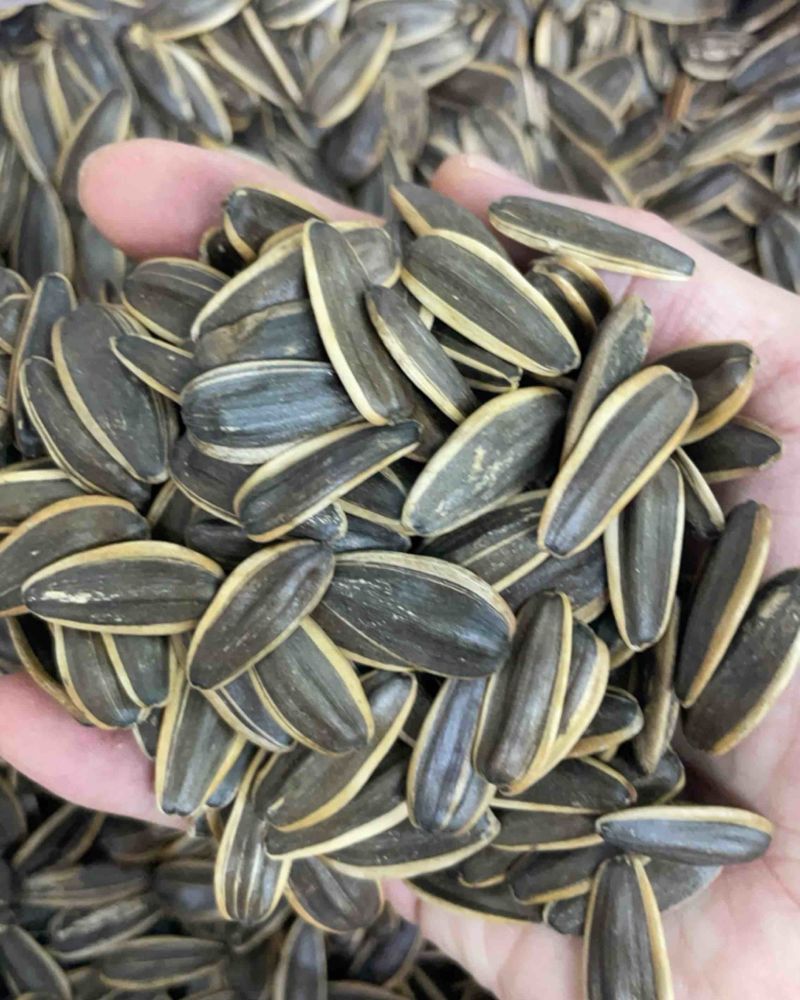 瓜子奶油味中大