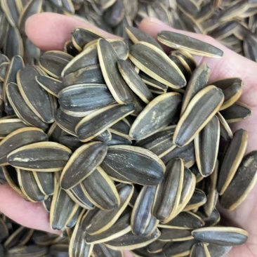 奶油瓜子中大