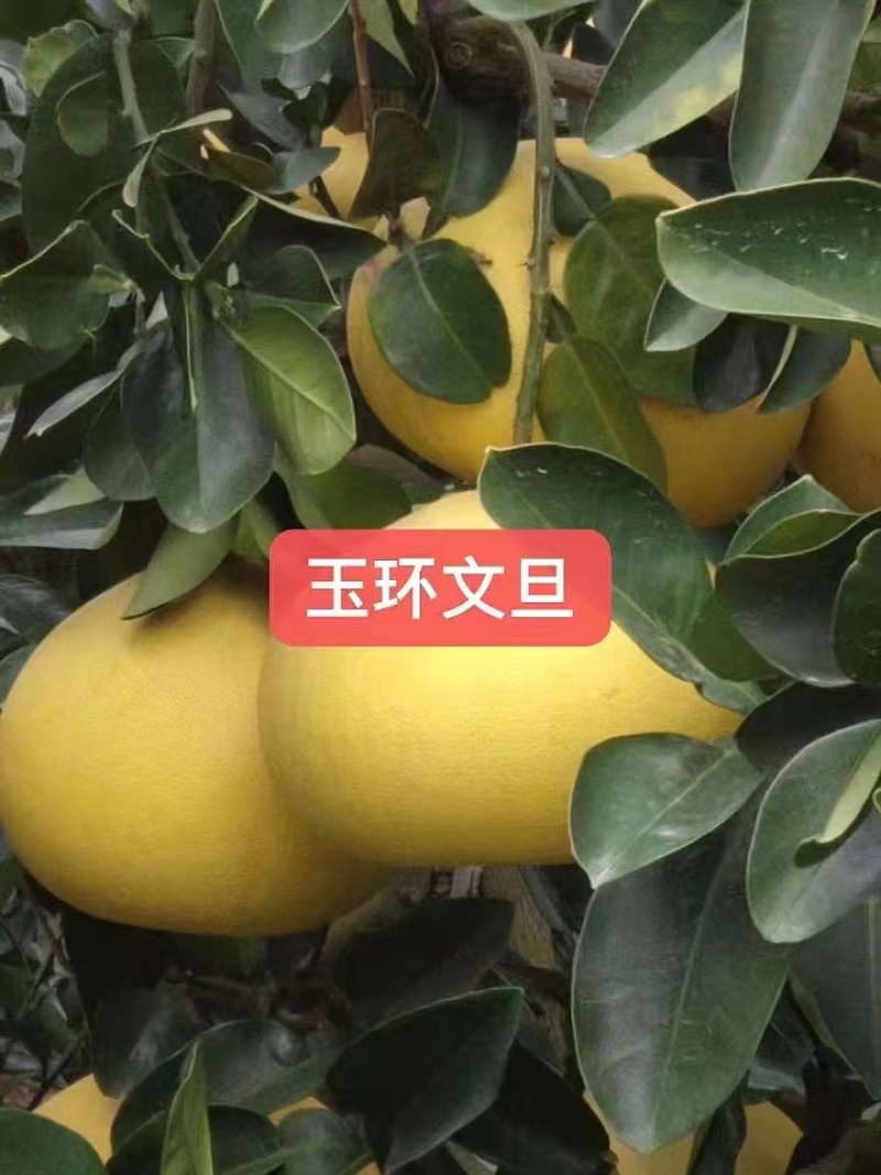 正宗玉环文旦，自家果园，零售批发，现摘现发
