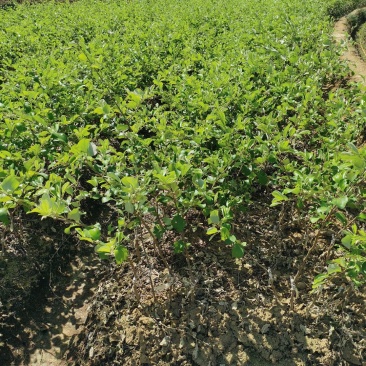 【实力推荐】名种青枣苗广西南宁苗产地直发可视频看货