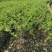 【实力推荐】名种青枣苗广西南宁苗产地直发可视频看货