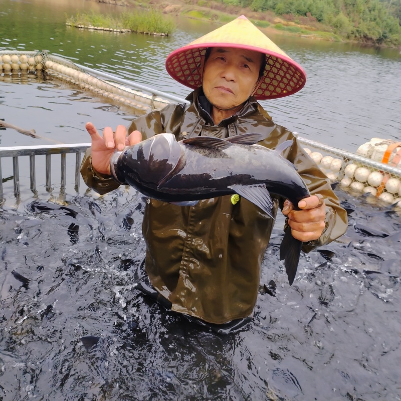 生态鱼花鲢