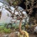 金银花老桩