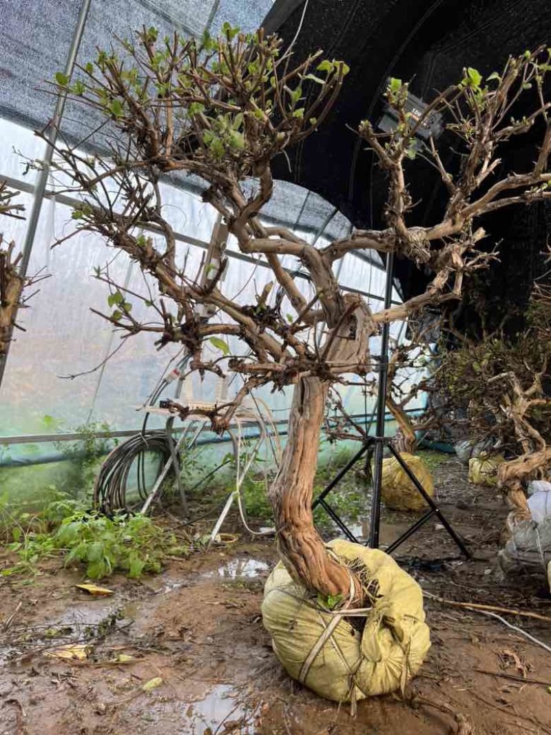 金银花老桩