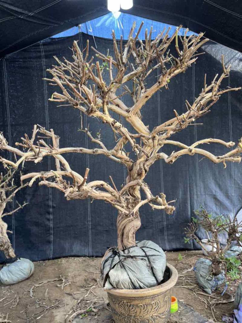 金银花老桩