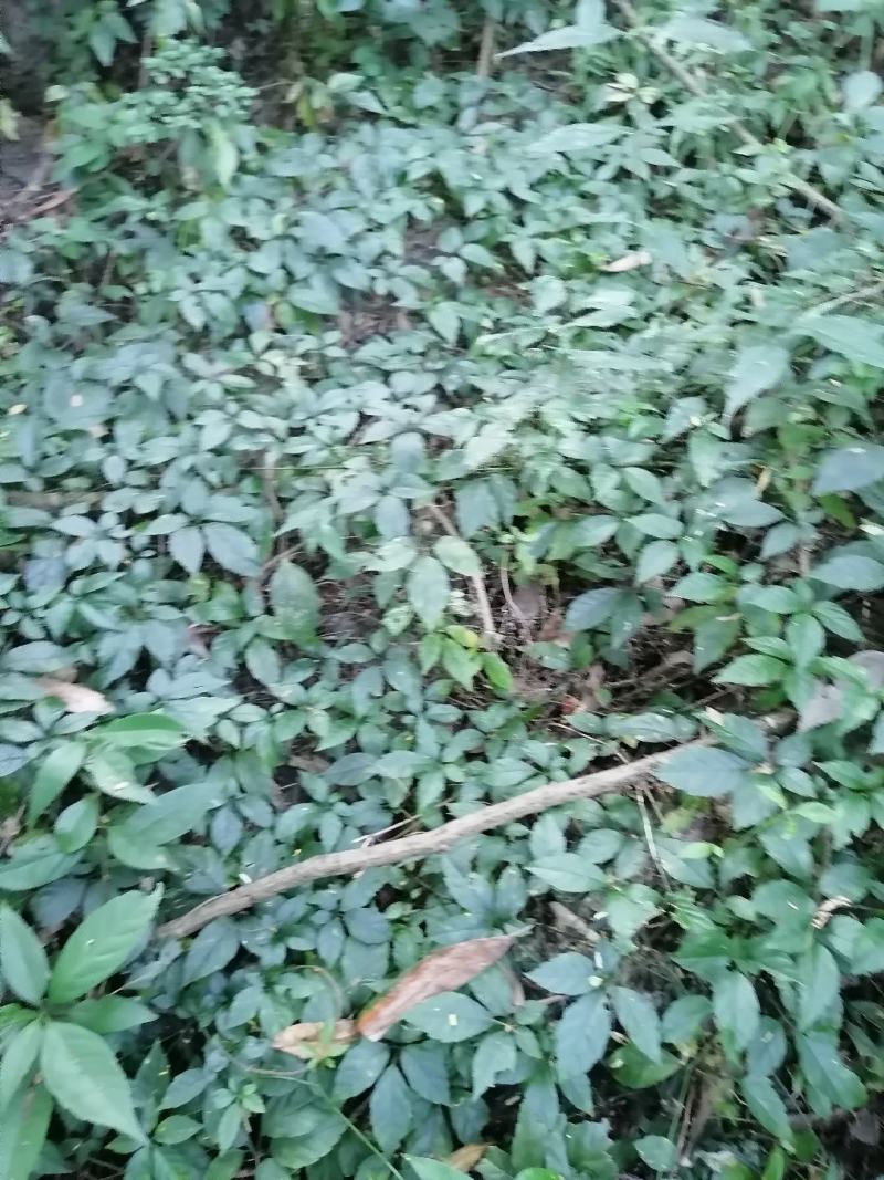 野生绞股蓝鲜货