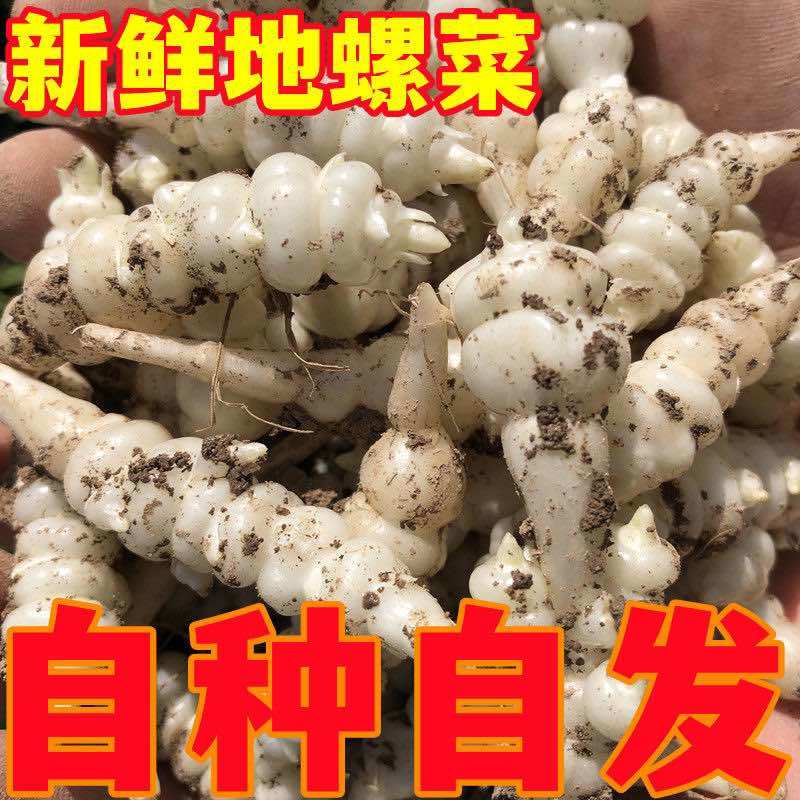 螺丝菜地环宝塔菜现挖现发农家自种产地直供