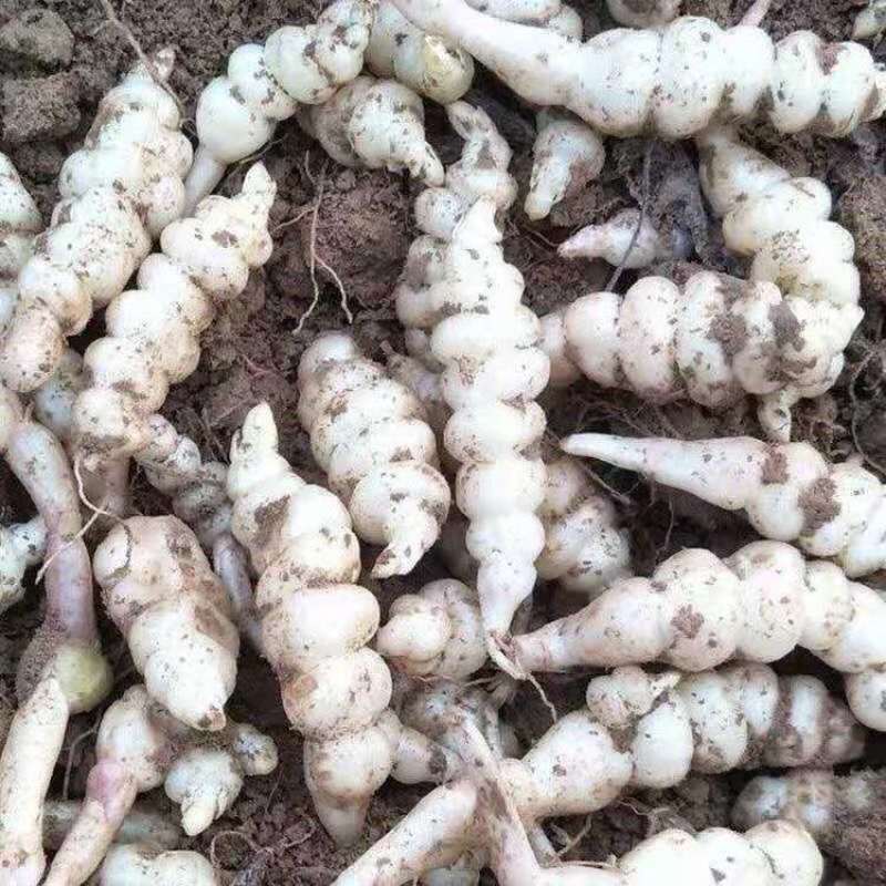 螺丝菜地环宝塔菜现挖现发农家自种产地直供