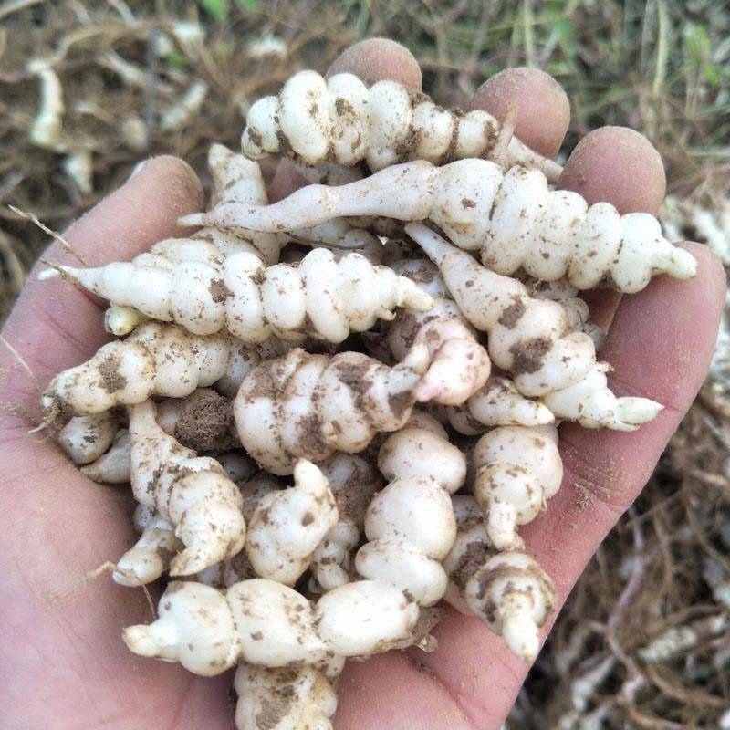 螺丝菜地环宝塔菜现挖现发农家自种产地直供